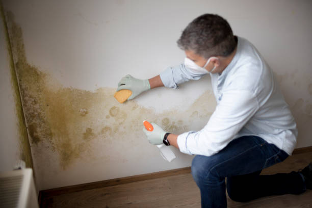 Best Mold Removal for HVAC Installations  in Whitemarsh Island, GA